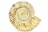 Polished Jurassic Ammonite (Kranosphinctes) - Madagascar #290775-1
